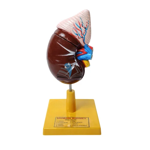 Human Kidney Model